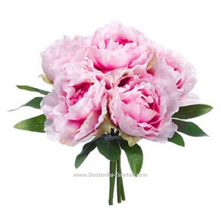 Seven pink peonies "Serenade"