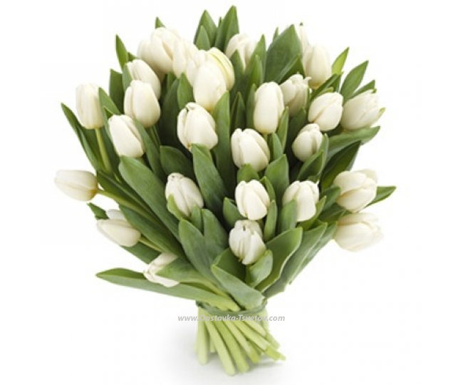 Flowers 31 tulip "White Agate"