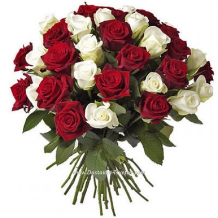 Red and white roses "Santiago"