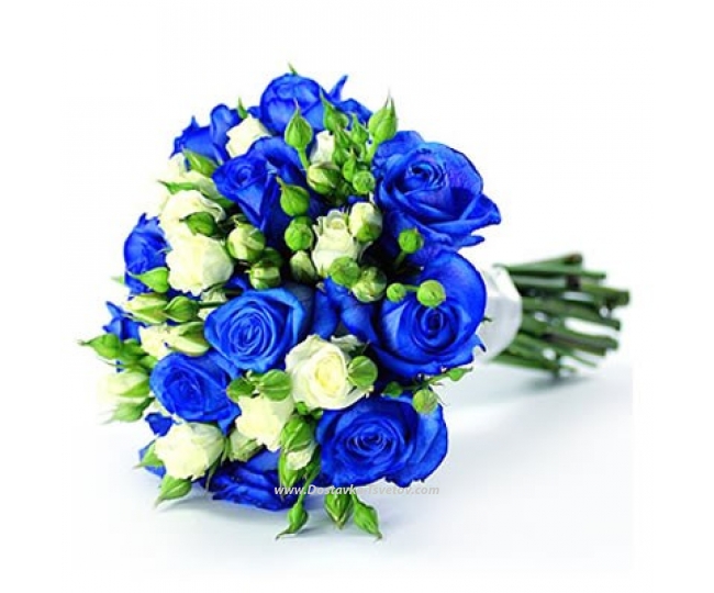 Blue Roses White and blue roses "Blue Velvet"