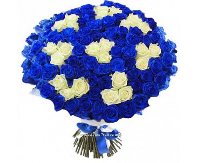 Roses 101 Blue and white roses "Mon-Amur"