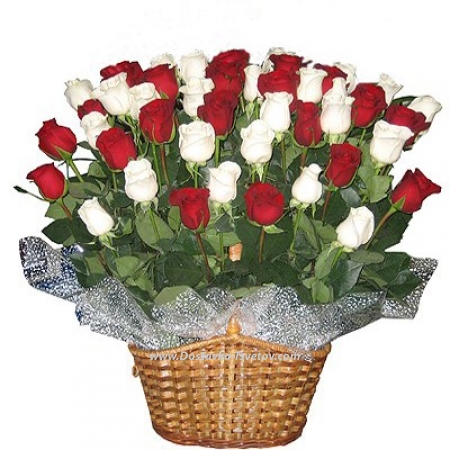 Red and white roses "Verona"