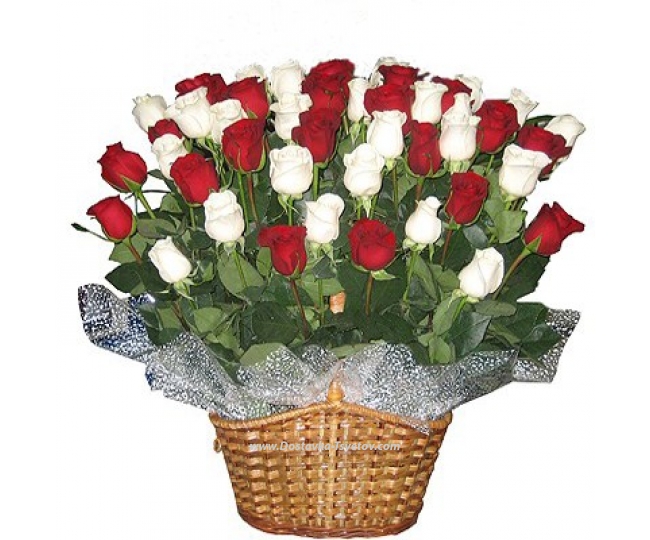Red and white roses "Verona"