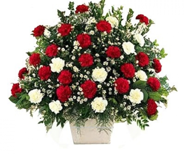 Carnation Carnations in the basket "Fantasy "