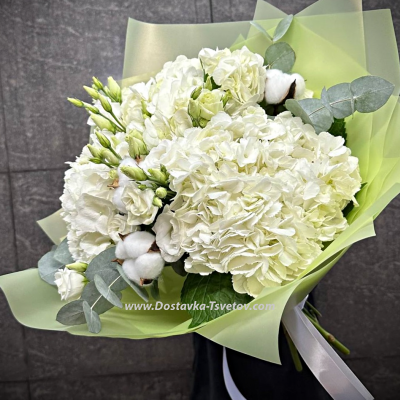 White hydrangeas "Cotton"