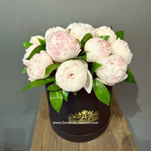 Box of white peonies "Zebra"