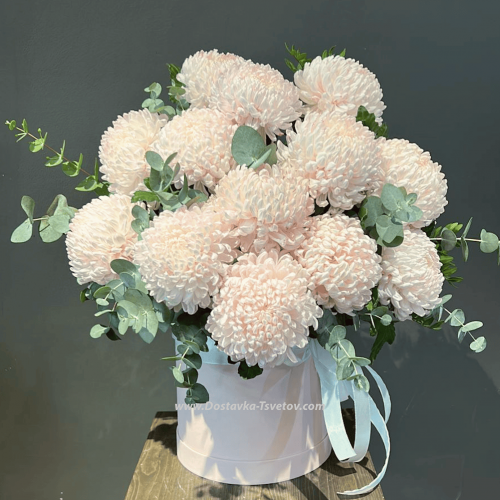 Chrysanthemum "Pink Curlers"