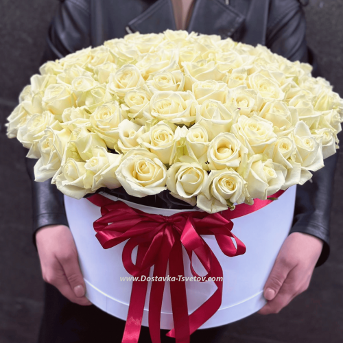 Snow-white rose "Angel"