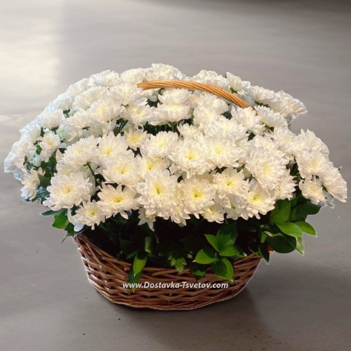 Chrysanthemums in a basket "Snowy Time"