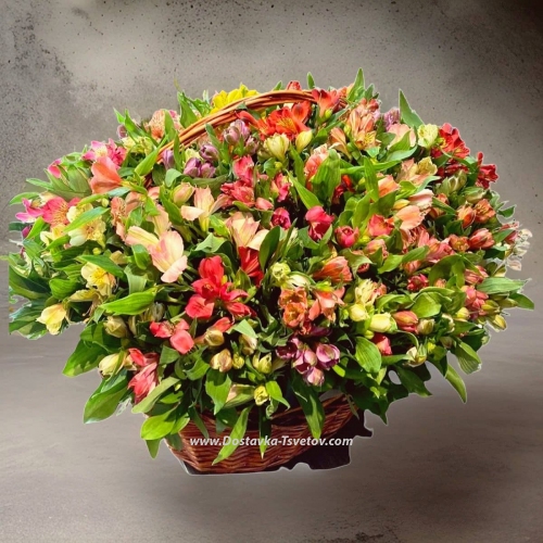 101 alstroemeria in the basket "Ray" 