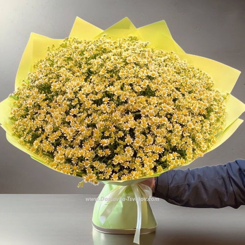 Large bouquet "101 Chamomile"