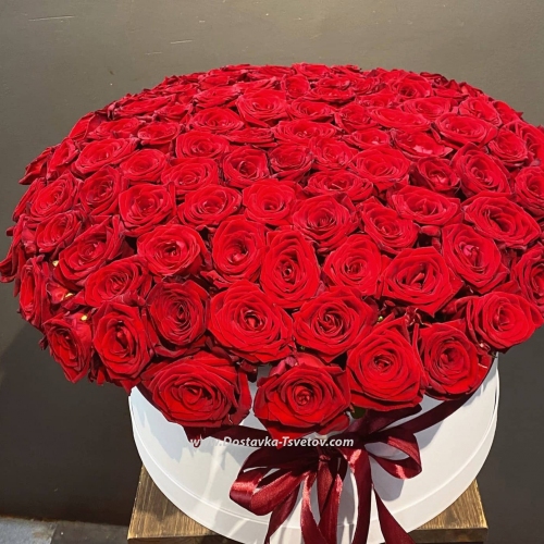 101 red roses "Carolina"