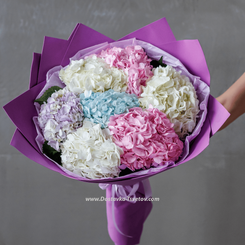 Multicolored hydrangeas "Laska"