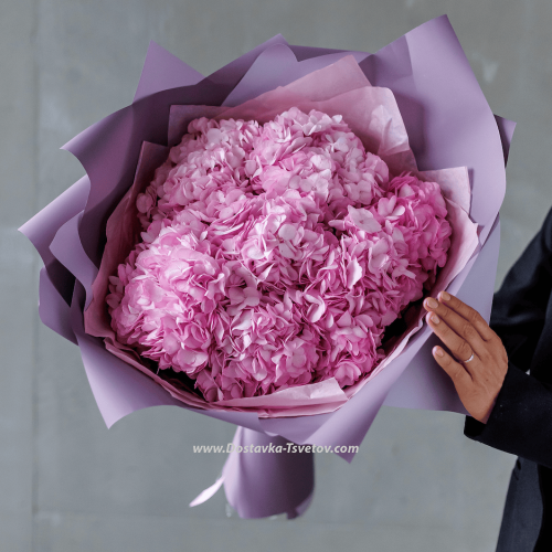 7 Hydrangeas "Pink Agate"