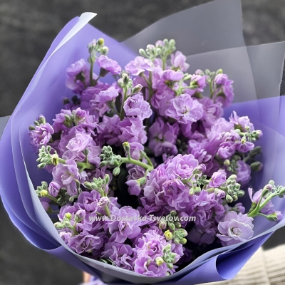 Bouquet of Matthiola "Lavender Dream"