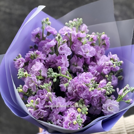 Bouquet of Matthiola "Lavender Dream"