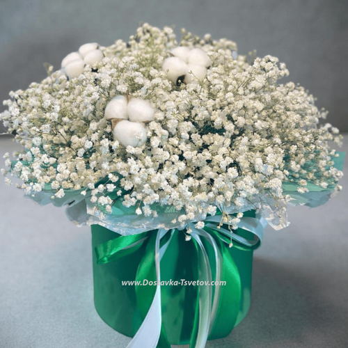 Gypsophila in a box "White Dream"