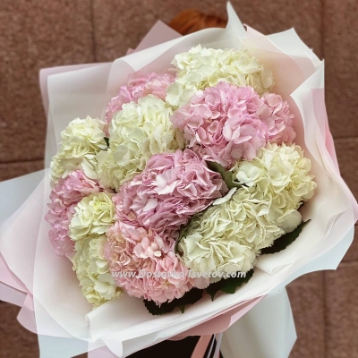 Gorgeous hydrangeas "Montjuic"