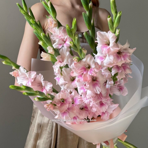 9 gladioli "Pink Rustle"