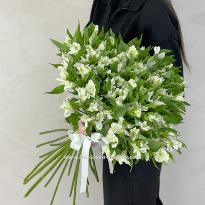 21 white alstroemeria "Alstrodrive"