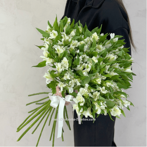 21 white alstroemeria "Alstrodrive"