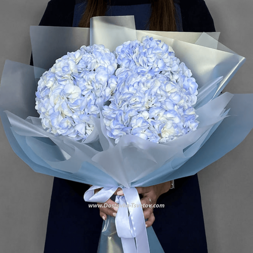 3 blue hydrangeas "Cosmos"