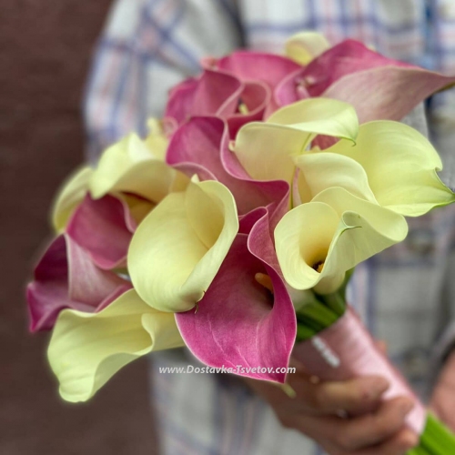 Airy bouquet of 21 white and pink calla lilies "Rosy-cheeked"