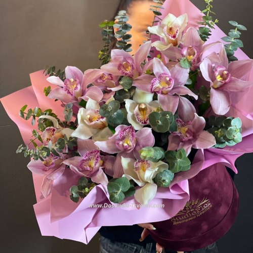 Variegated orchids "Jakarta"