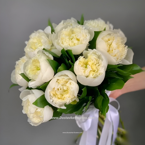 White peonies "Improvisation"