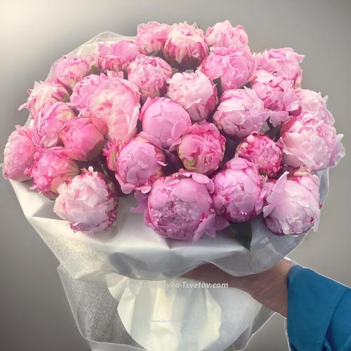 Pink flowers "Peony of Happiness"