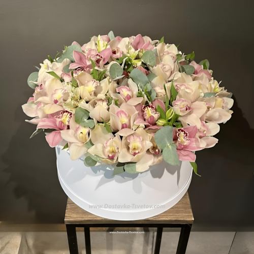 Orchids in a box "Magic"