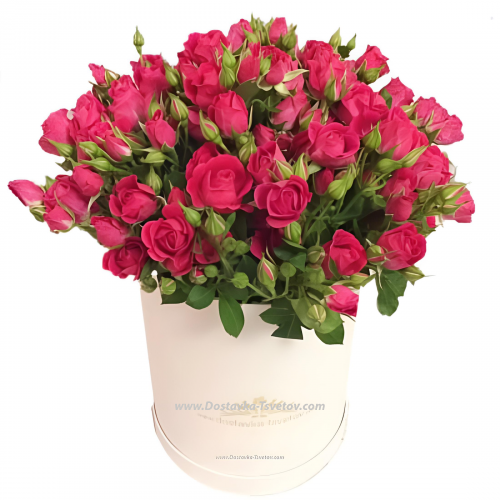 Shrub roses in a box "Melody"