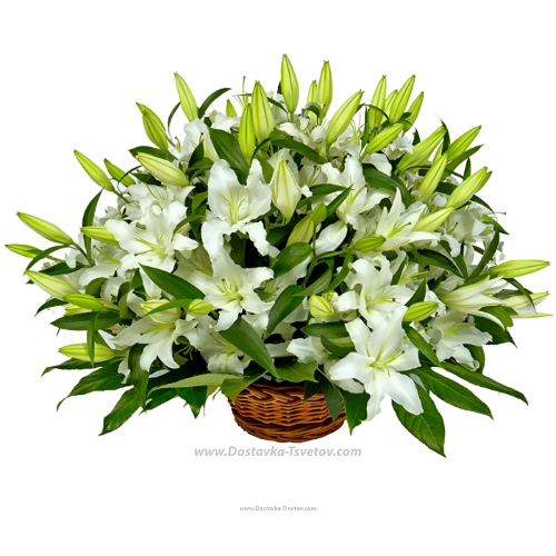 White lilies "Sleepy Morning"