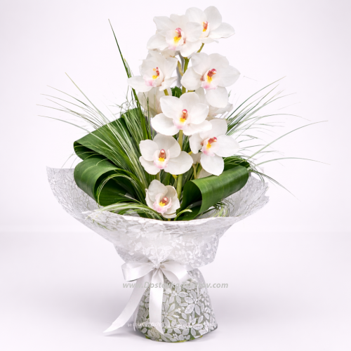 White orchid "Snow Peak"