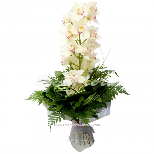 White orchid "Atlantic"