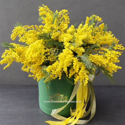 Mimosa in a box "Milady"