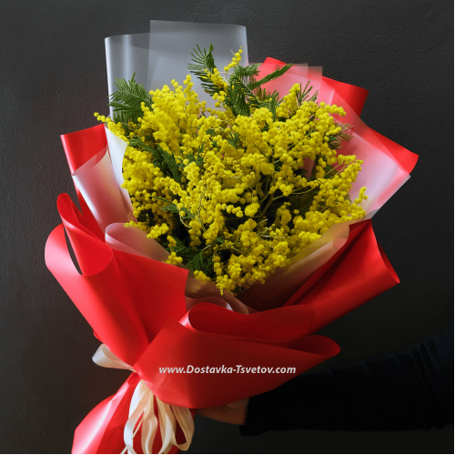 Mimosa "Warmth of Feelings"