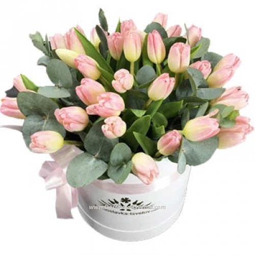 Pink tulips "Belissimo"