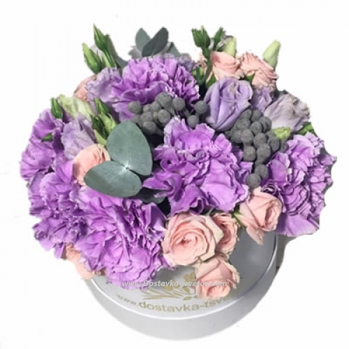 Purple Carnations "Illumination"