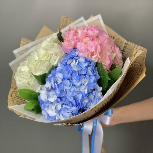 Colored hydrangeas "Glimpse"