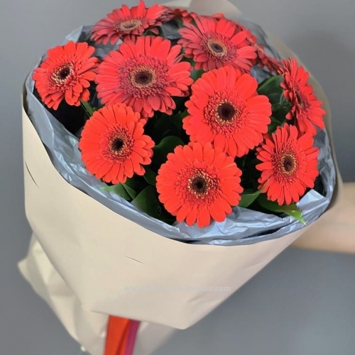 Red gerberas "Symphony"