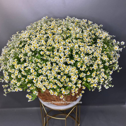 Large basket "101 Dreams"