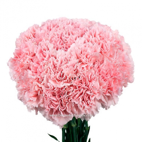 Bouquet of pink carnations "Suzanna"