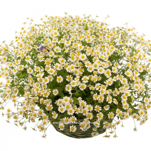 Daisies in the basket "Inspiration"