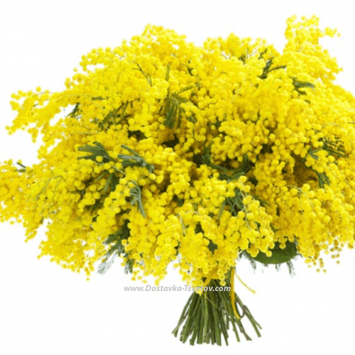 Mimosa "Warmth of Feelings"