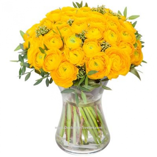 Yellow ranunculus "Lemon"