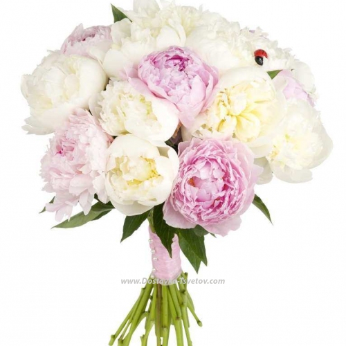 Peonies mix "Simple words"