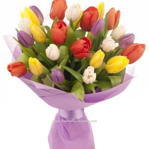 Colored tulips "Flirt"