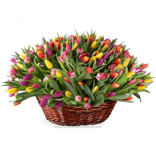 A basket of tulips "Montpensier"