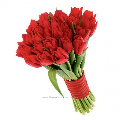 Red tulips "Amore"